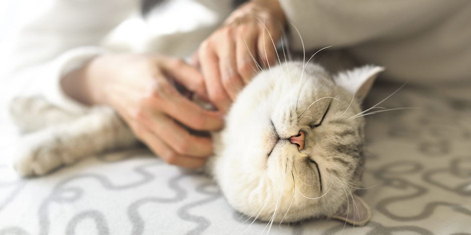 Saiba como prevenir e tratar a dermatite em gatos. Gato recebendo carinhos do seu dono.