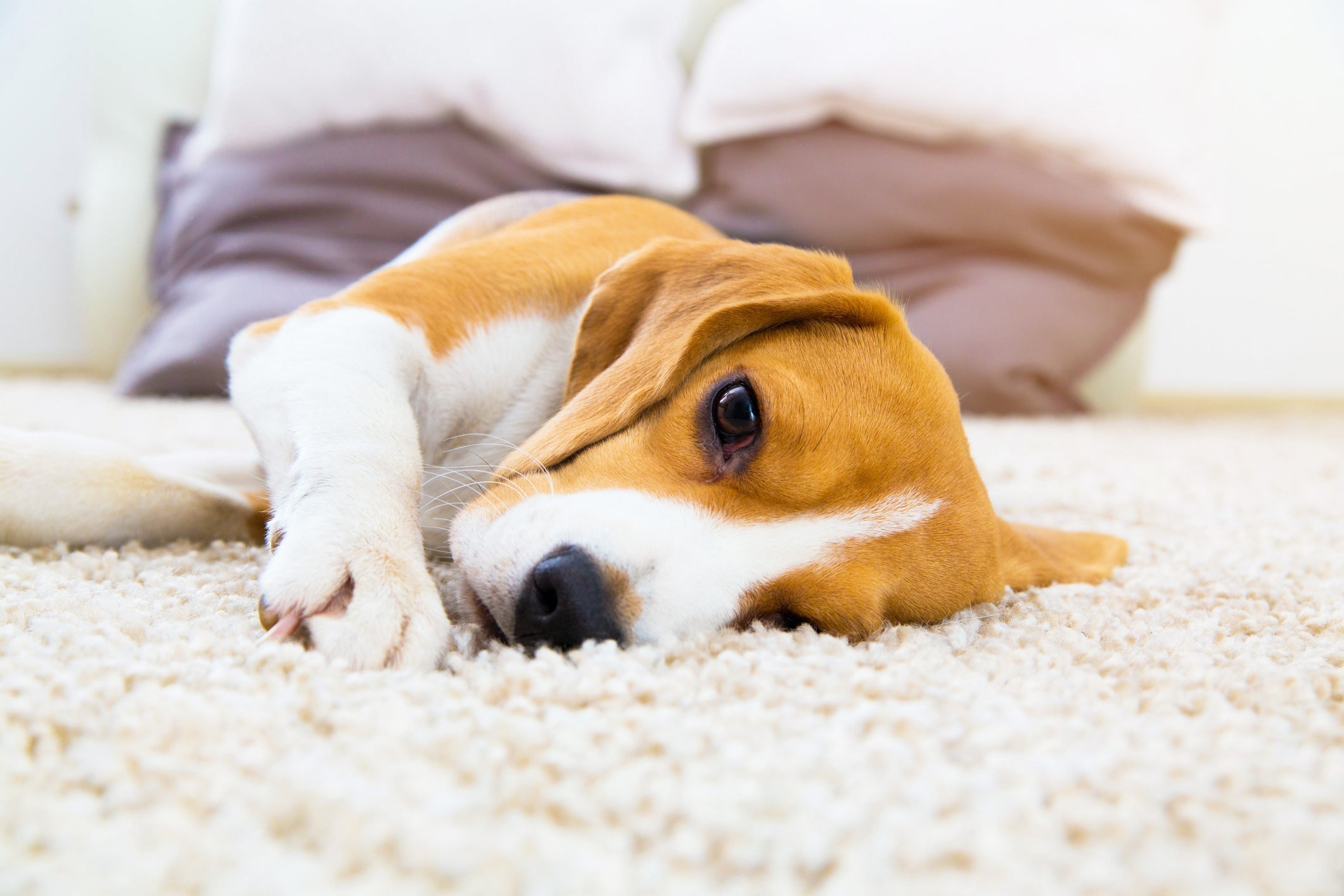 Certas doenças de cachorro são mais frequentes no verão