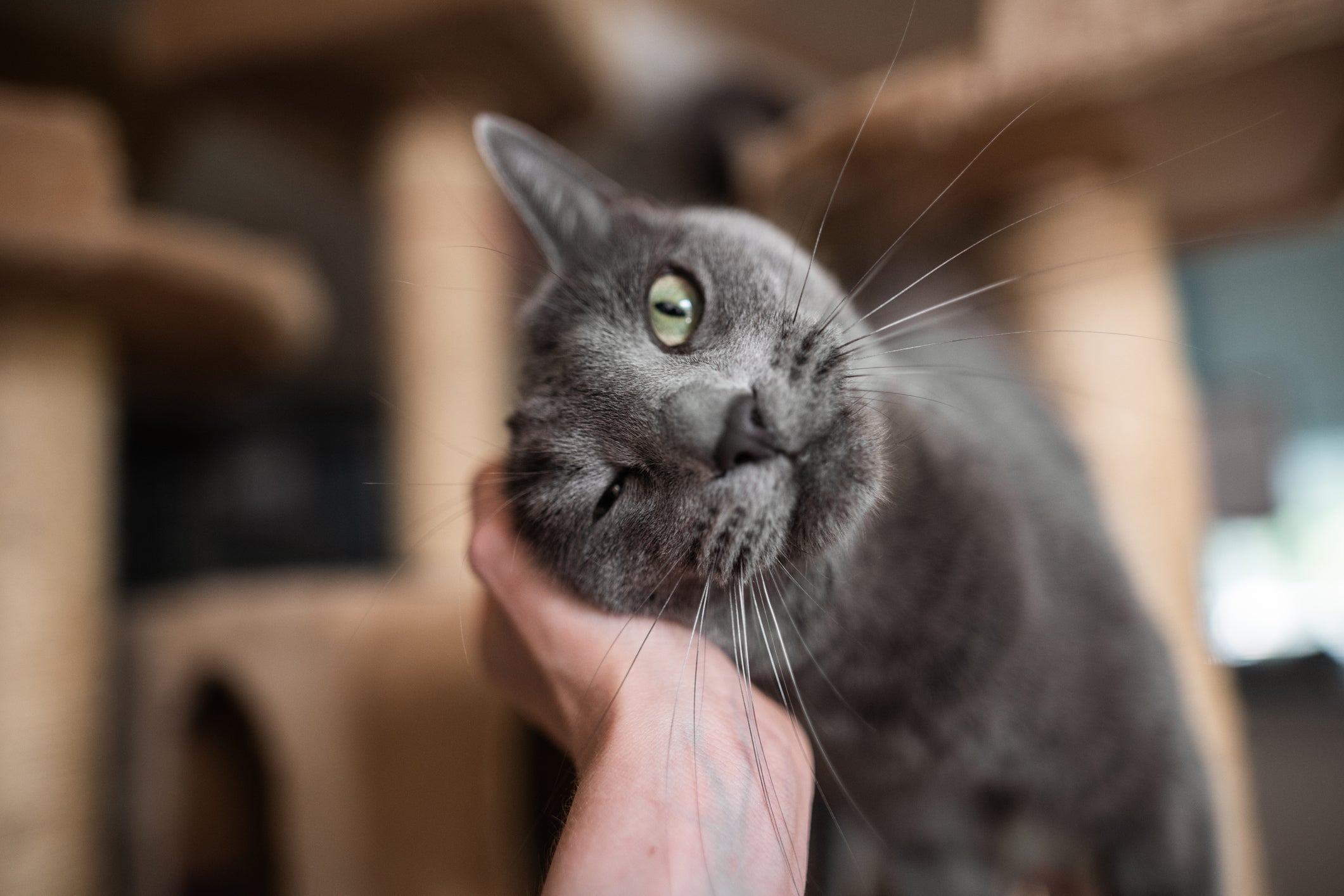 O gato carinhoso vai expressar esse sentimento através do comportamento 