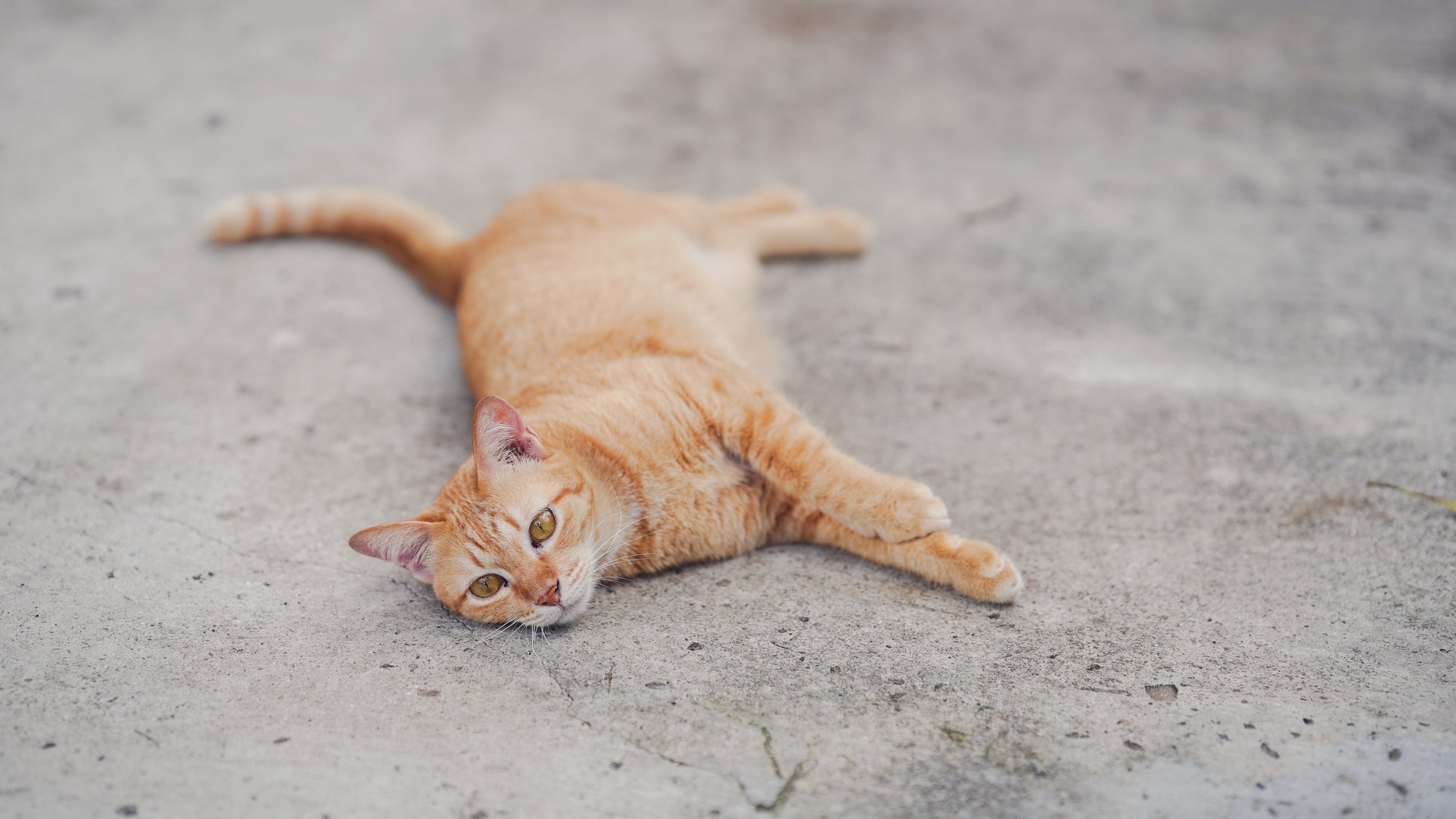 Refrescar um gato com calor é importante para o bem-estar dele