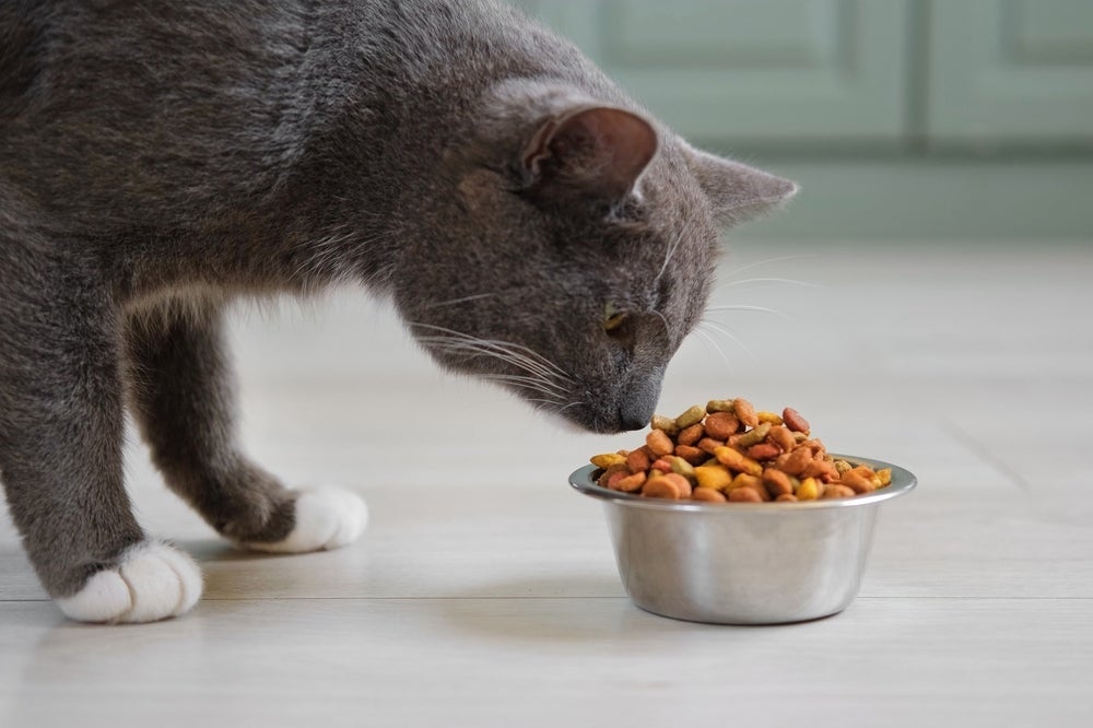O gato com calor pode se recusar a se alimentar direito