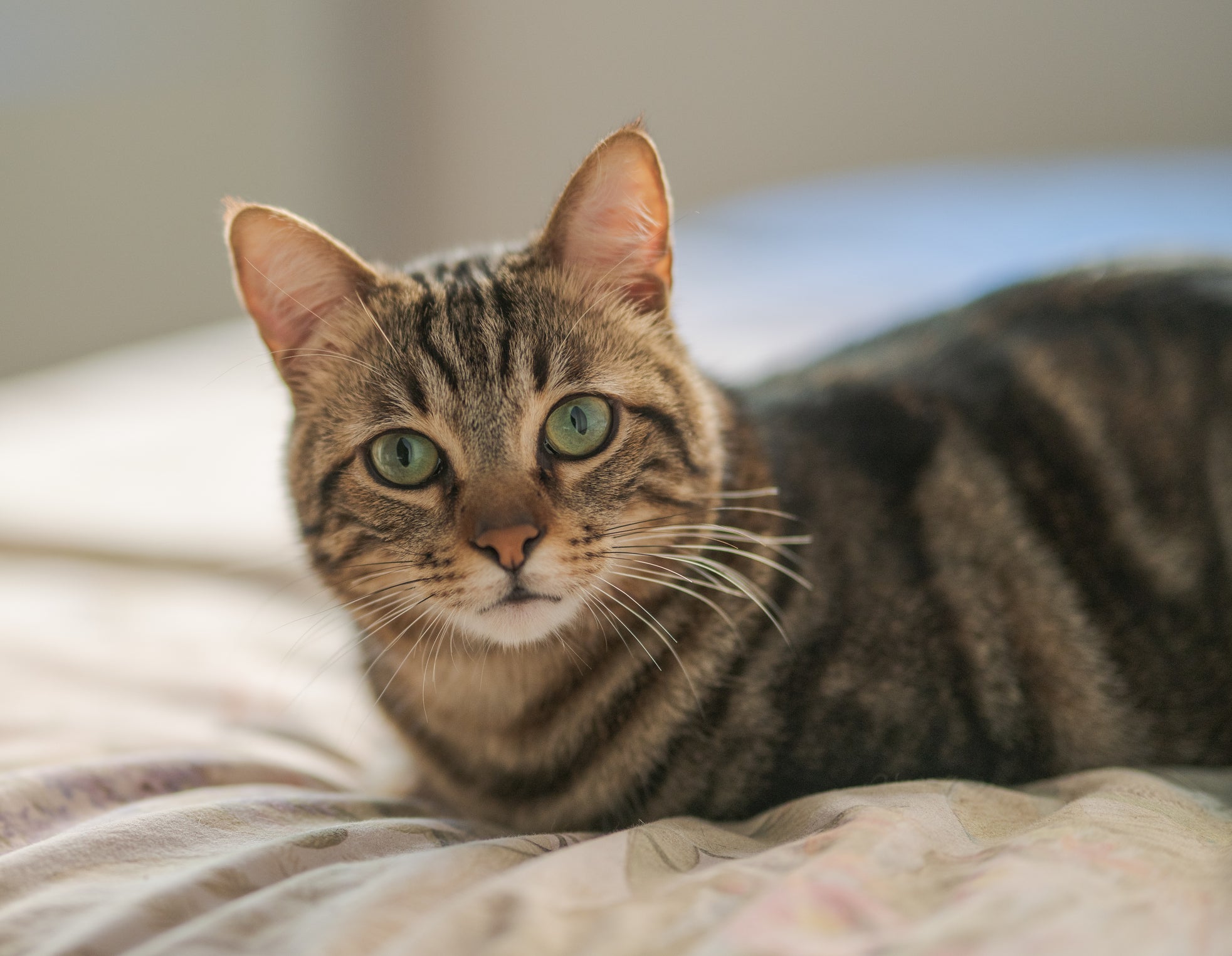 Veja algumas dicas para deixar o gato feliz o ano todo