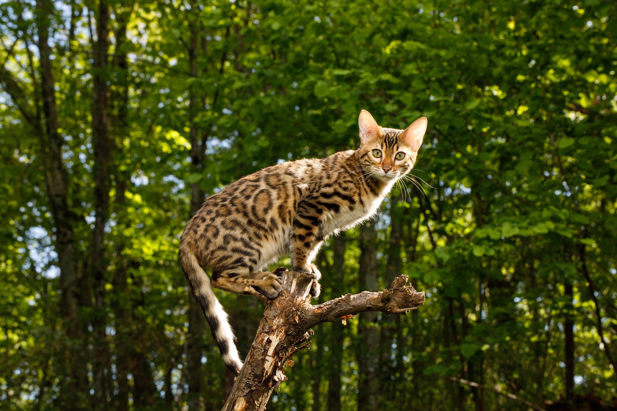 O gato híbrido é cheio de curiosidades sobre seu comportamento e cuidados