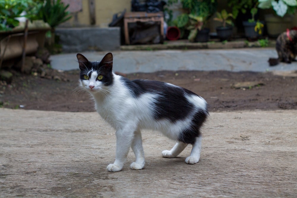 Conheça mais sobre o gato Manês, a famosa raça sem cauda!