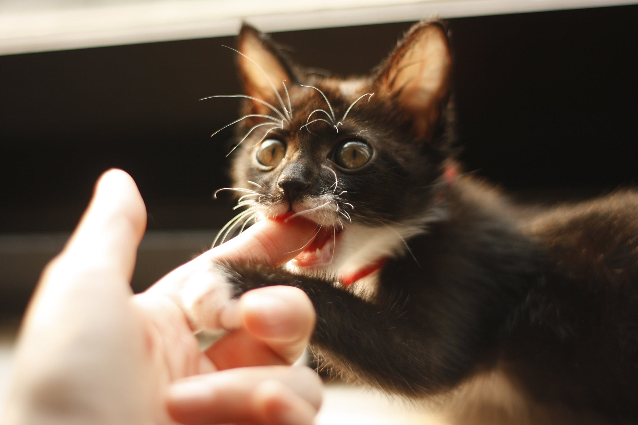 A mordida de gato pode ter diferentes significados