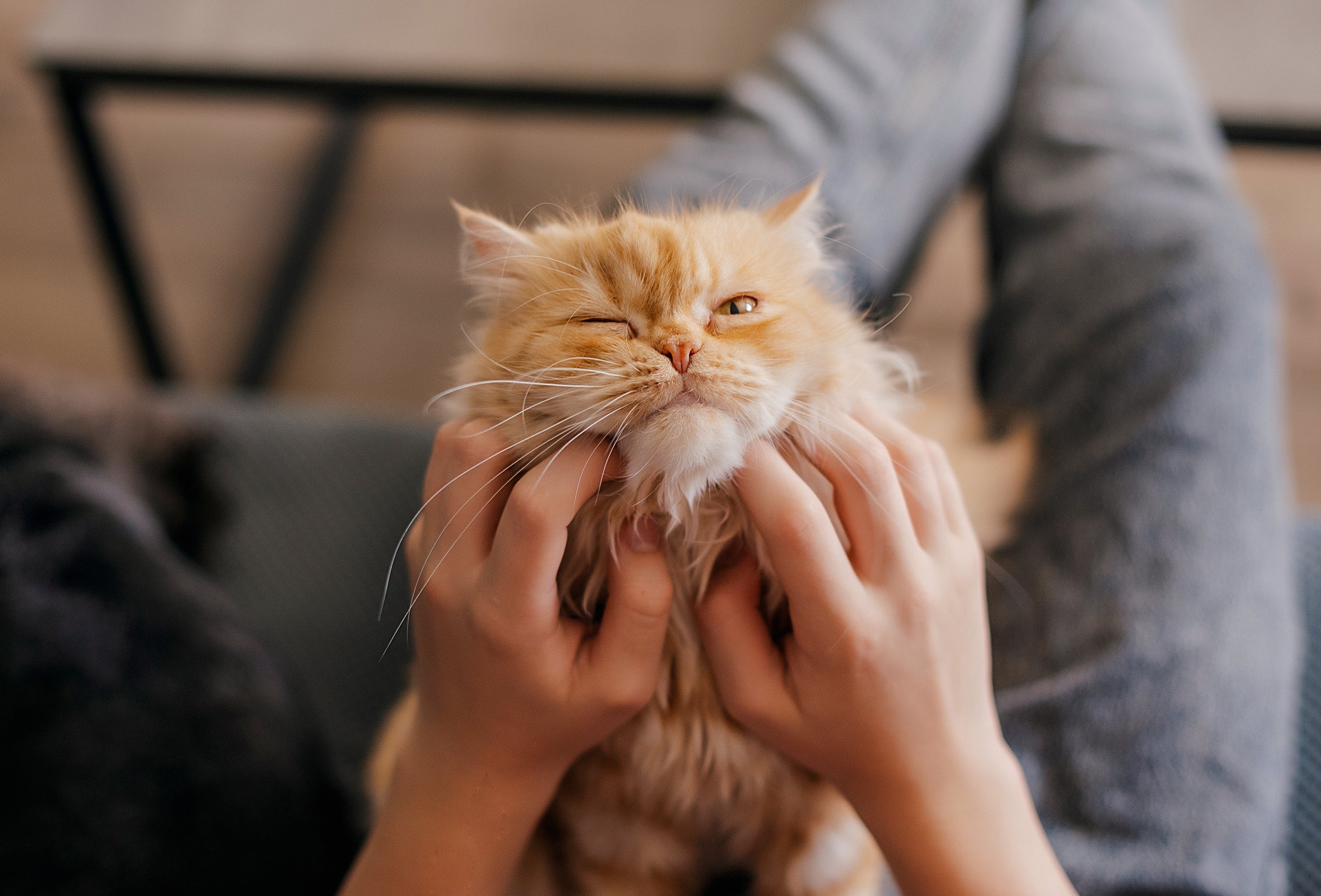 O movimento de um gato piscando na sua direção pode criar uma conexão única com o pet