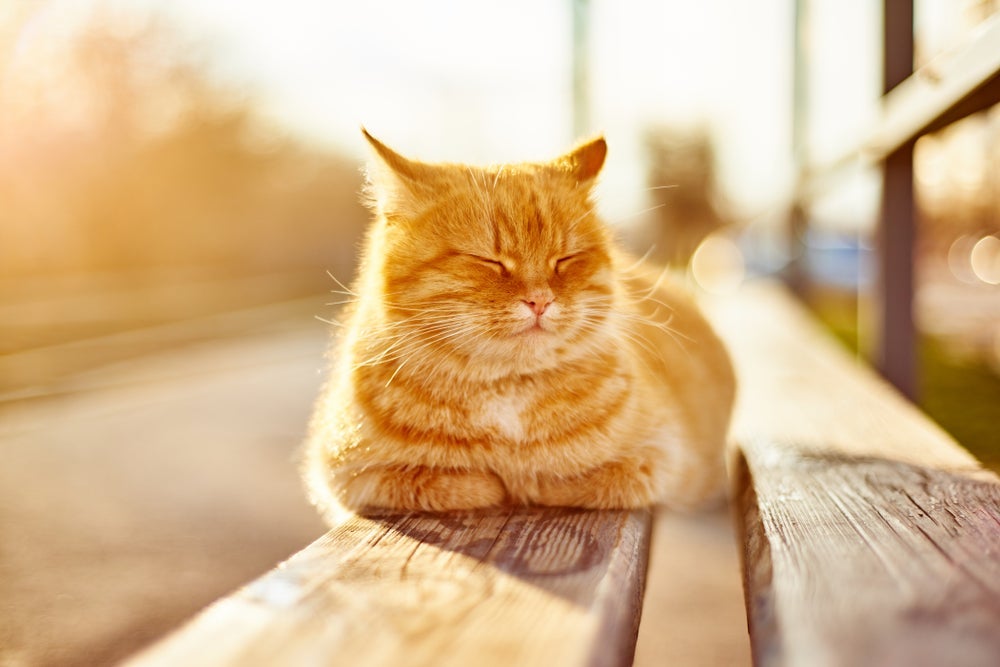 O gato sente calor e é importante saber como cuidar dele nos dias mais quentes