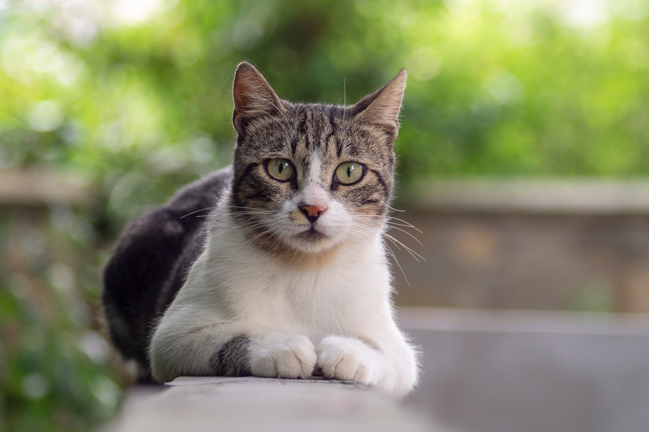 Na linguagem dos gatos, cada olhar, movimento e som ajuda a revelar o que o bichano está sentindo
