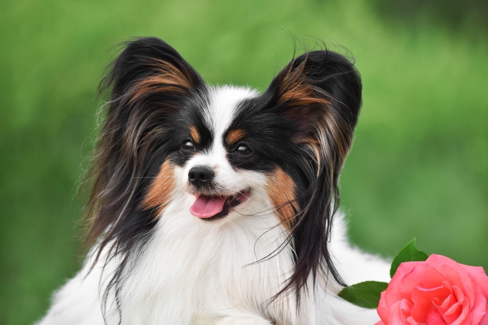 Os cães Papillon têm uma aparência fofinha e peluda