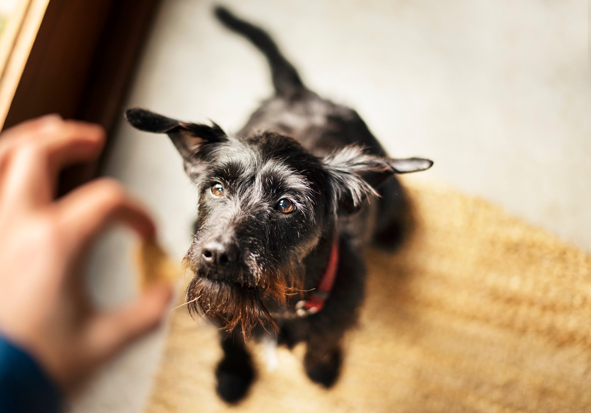 O petisco para cachorro, oferecido na quantidade adequada, é super benéfico