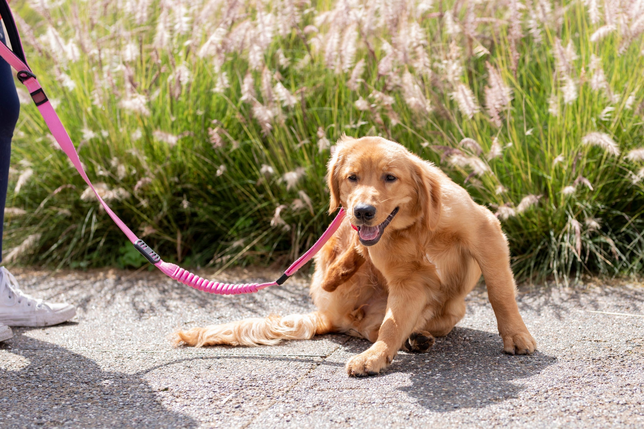 O carrapato e a pulga em cachorro afetam o bem-estar e a qualidade de vida do animal 