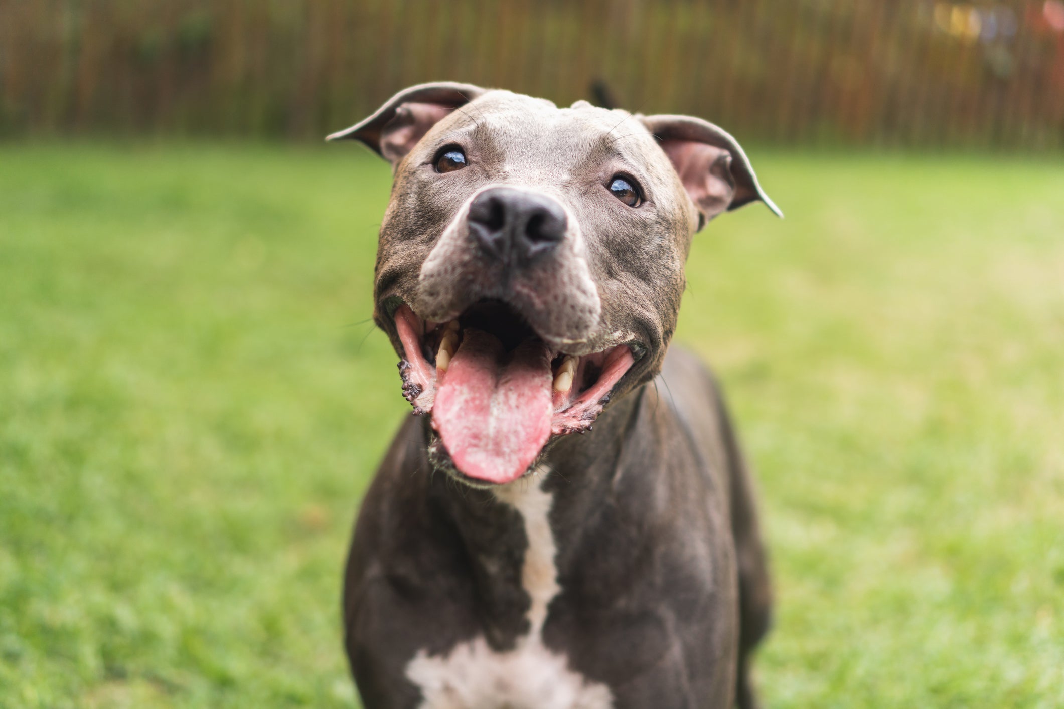 Confira quais são as raças de cachorro mais bravas