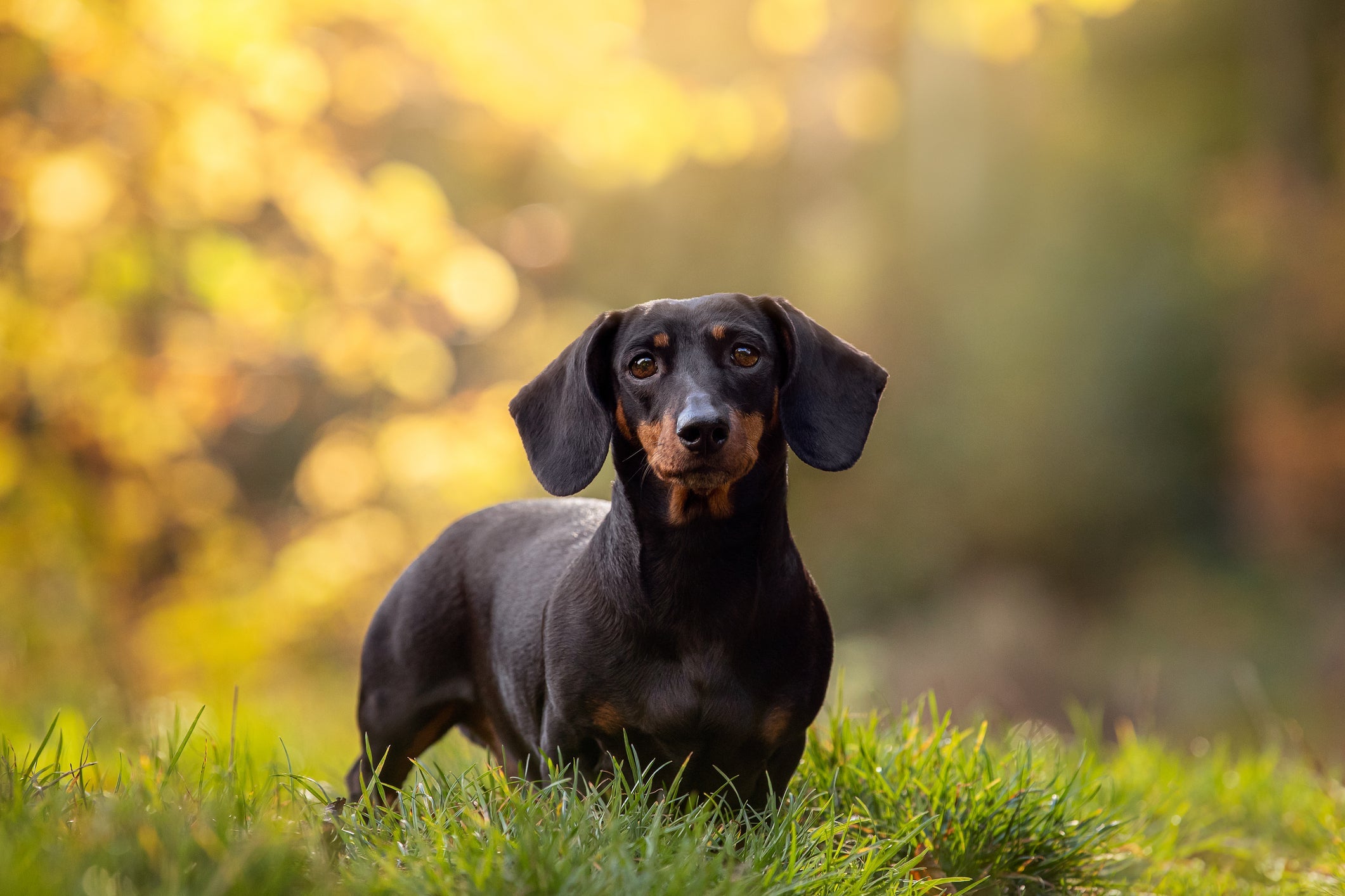Confira quais são as raças de cachorro pequeno mais encantadoras 