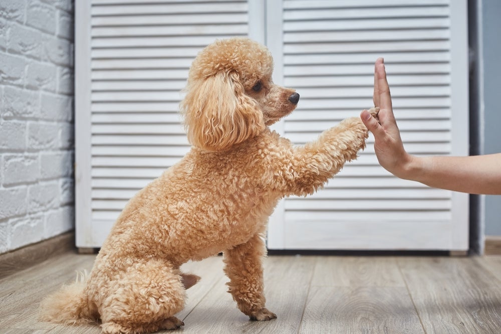 Confira quais são as raças de cachorro pequeno mais espertas e obedientes