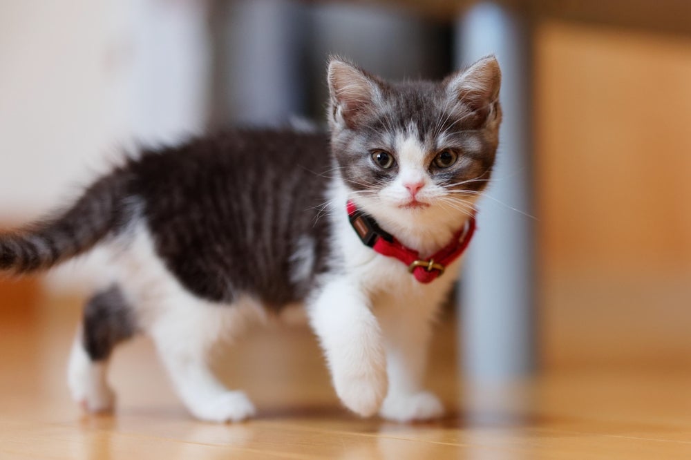 As raças de gato mais fofas vão conquistar seu coração