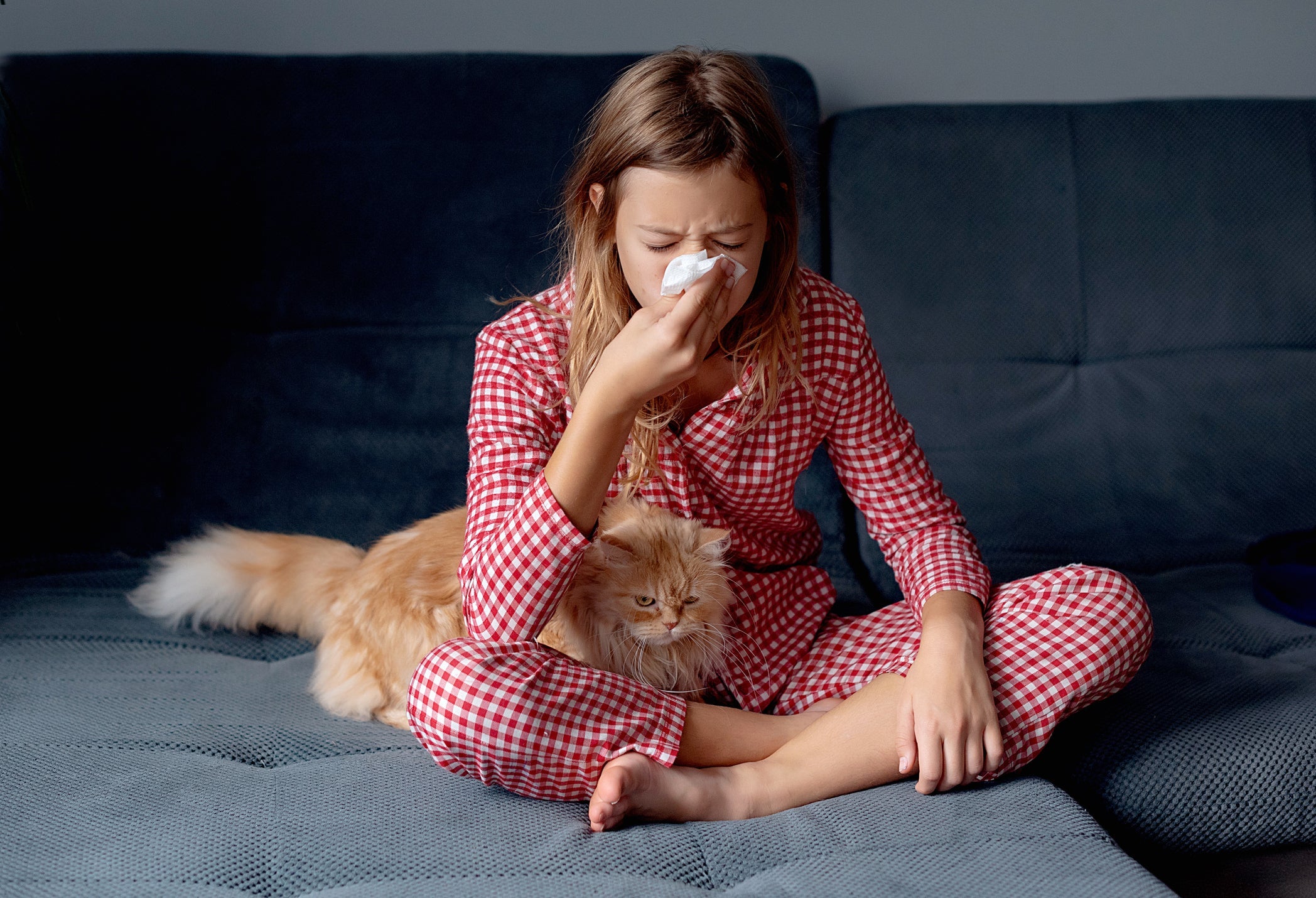 Alergia a gato é um tópico repleto de mitos e verdades