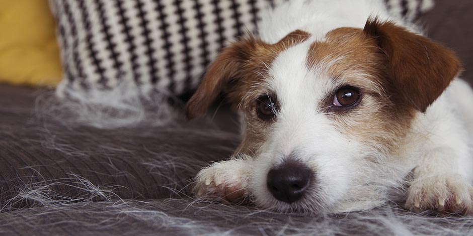 Conheça a anemia em cachorros e cuide do bem-estar do seu pet. Cachorro deitado.