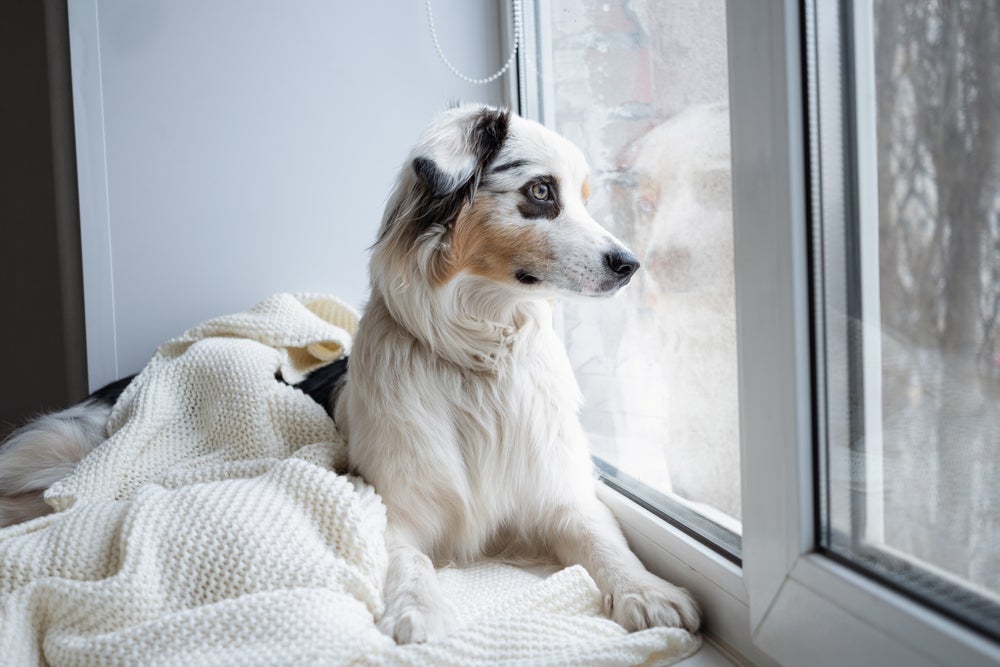 O cachorro com ansiedade de separação sofre muito na ausência do dono