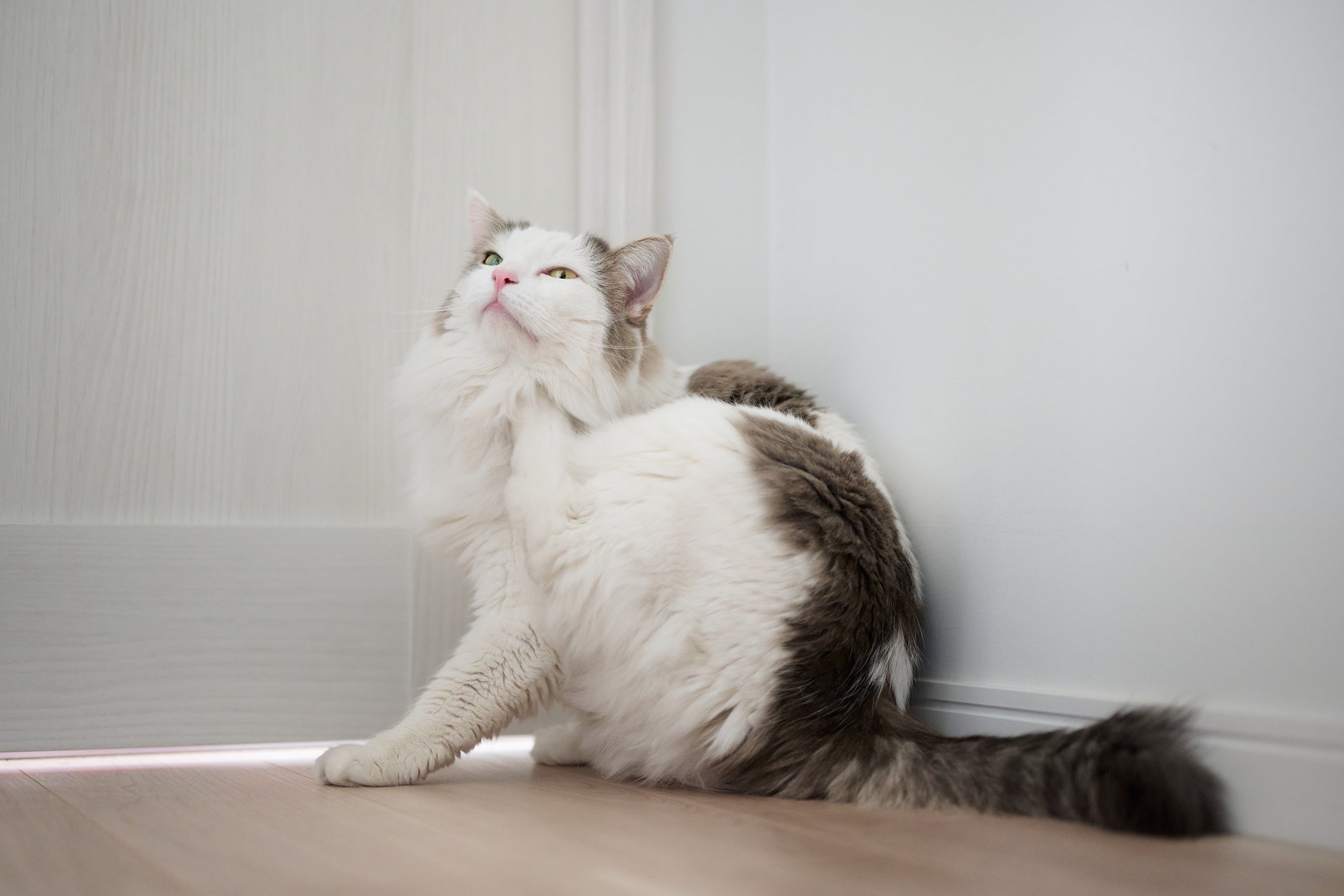 O uso de antipulgas para gatos é bastante recomendado nos períodos mais quentes do ano