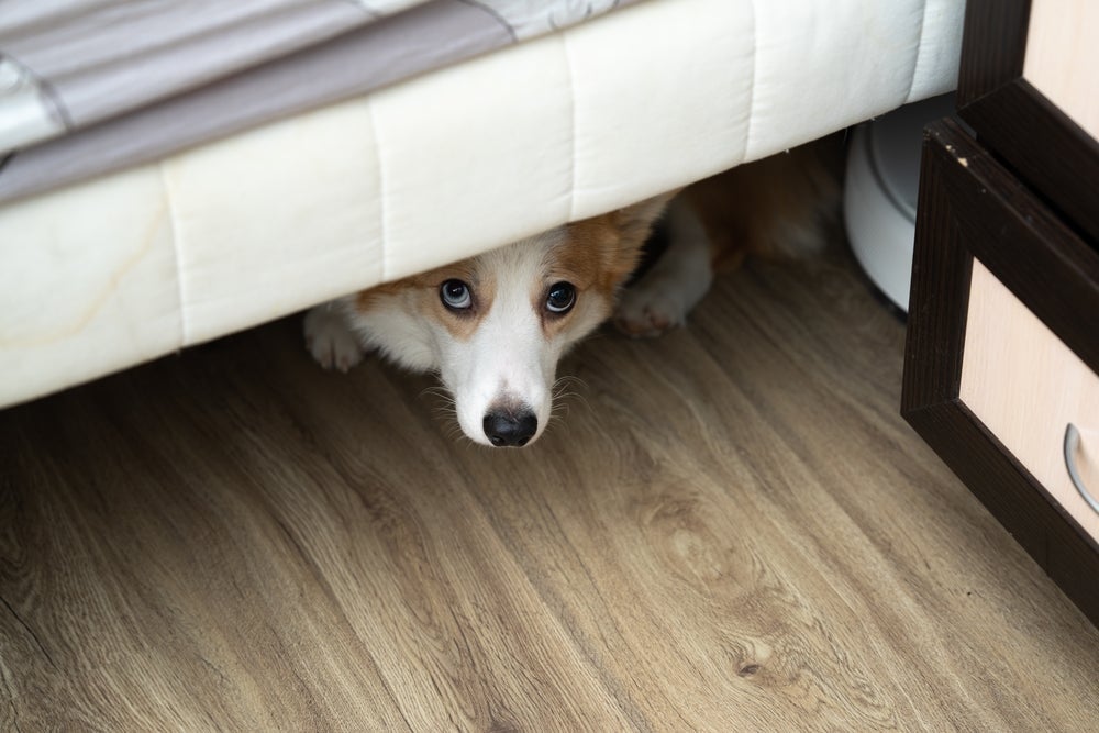 A ansiedade em cães pode ter diferentes causas — e às vezes é reflexo de atitudes do próprio tutor