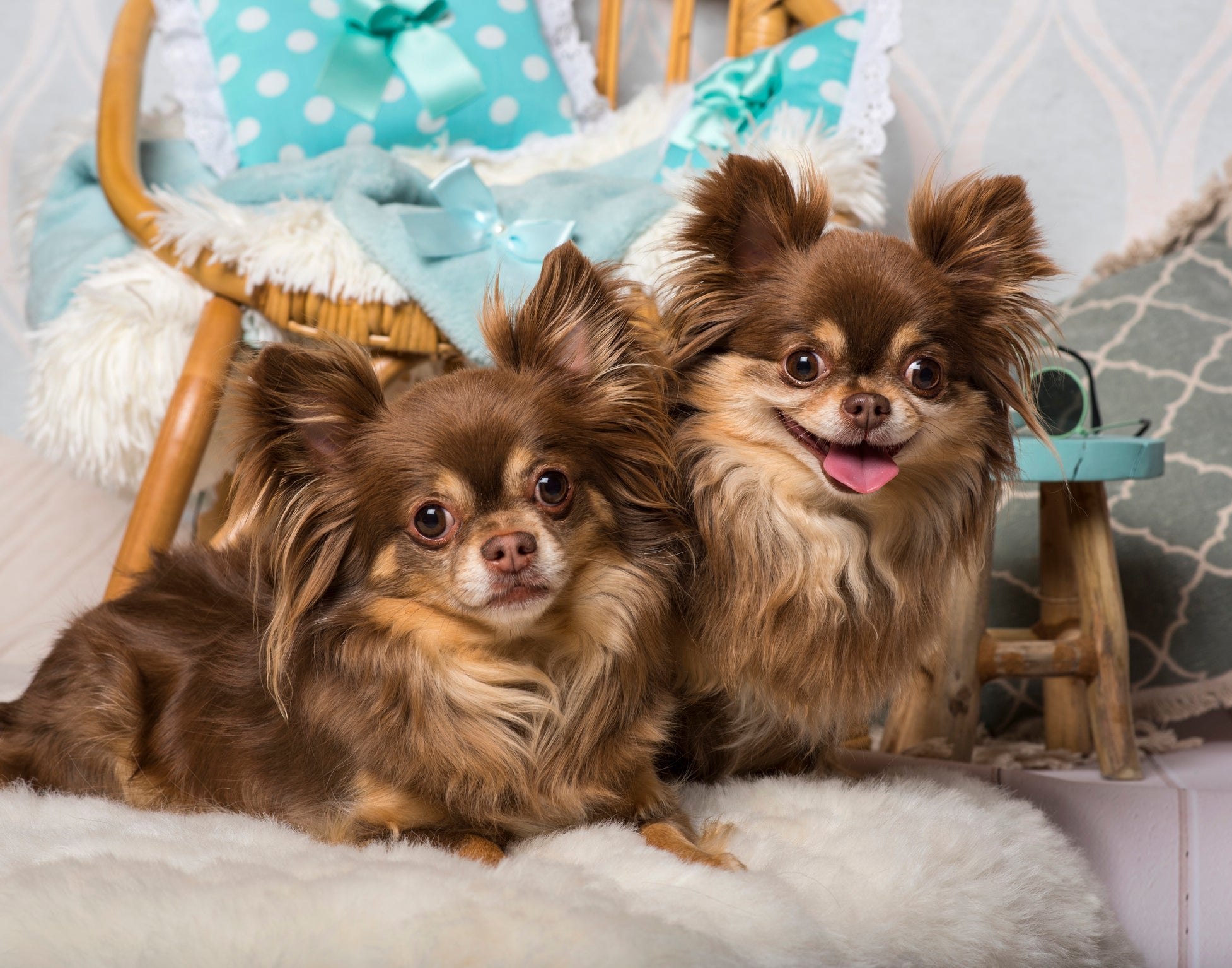 Os cachorros de porte pequeno precisam de alguns cuidados essenciais com sua saúde e bem-estar