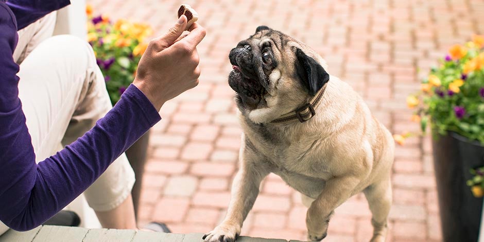 Cachorro pode comer amendoim. Pug recebendo petisco.