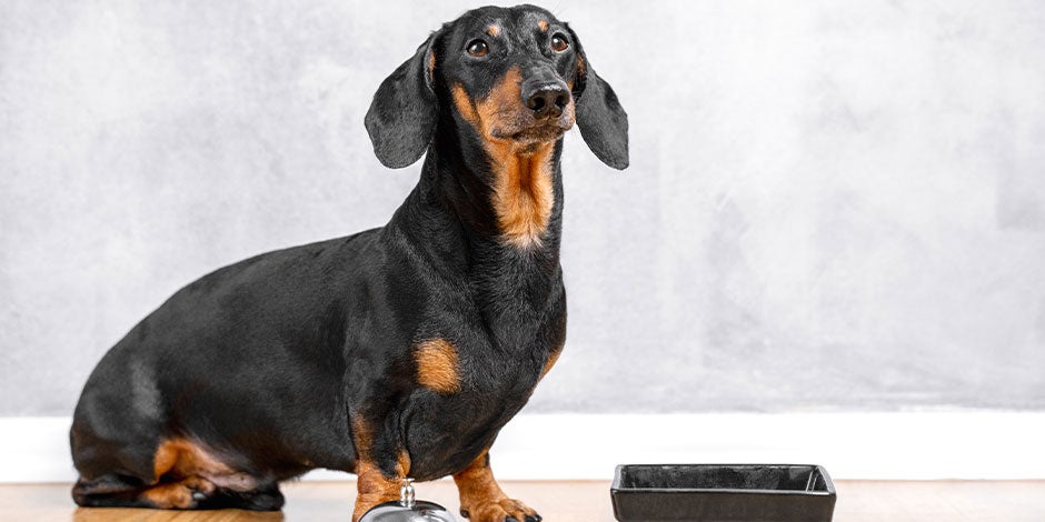 Saiba se cachorro pode comer feijão. Dachshund perto da sua tigela