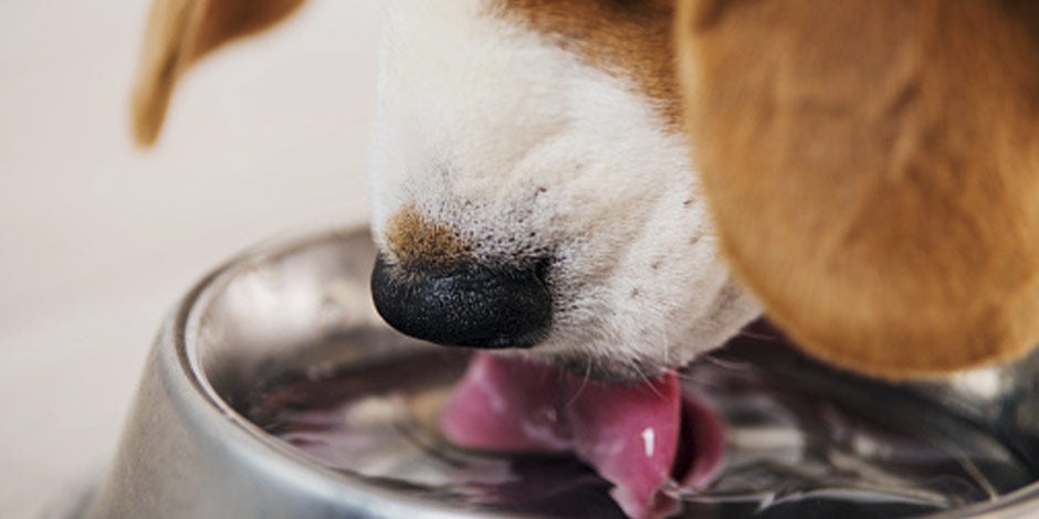 Cachorro pode comer mamão e é bom para manter seus níveis de hidratação