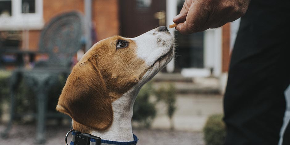 Cachorro pode comer mamão? Cão recebendo petisco.