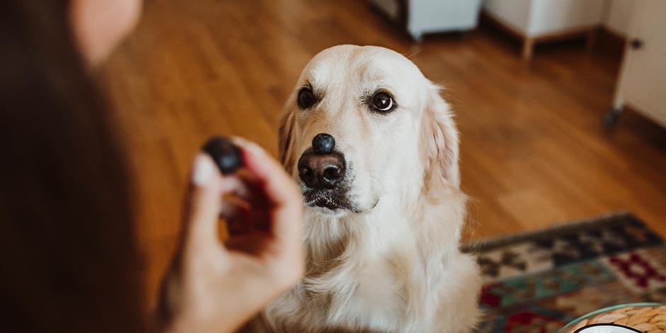 Cachorro pode comer mirtilo graças ao aporte nutricional. Cachorro com mirtilo no focinho.