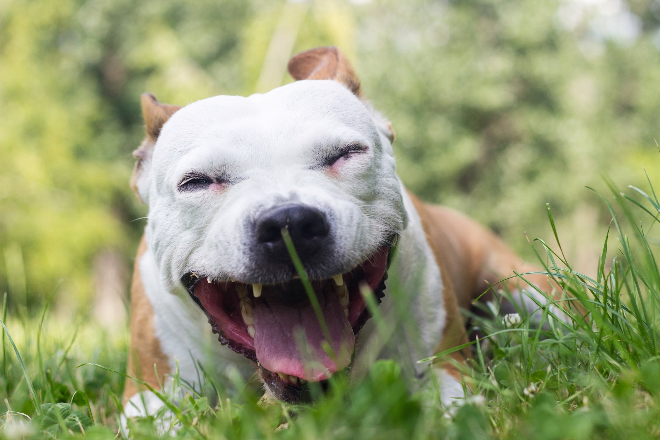 Apesar de parecer inofensivo, a tosse de cachorro pode representar algo grave na saúde do pet