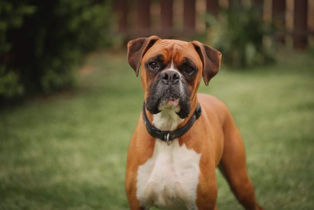 Os cachorros de guarda têm um forte instinto de proteção