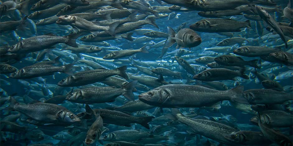 Peixes nadando no mar. Cachorros podem comer peixe