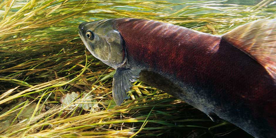 Peixe nadando. Cachorros podem comer peixe