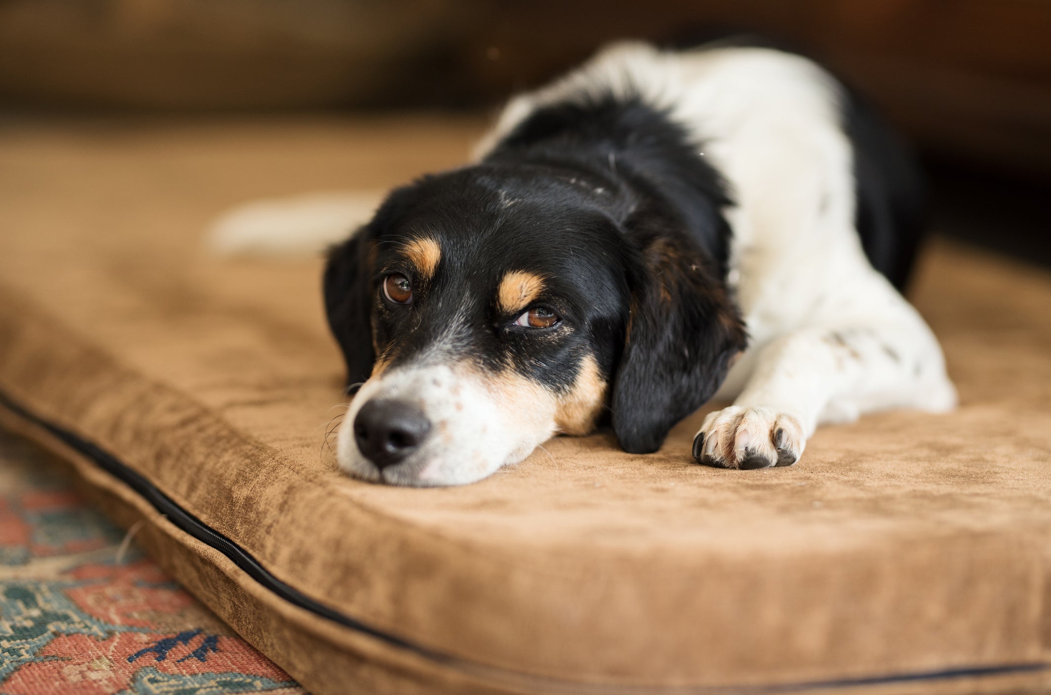 A cinomose é uma doença bastante perigosa para os cães