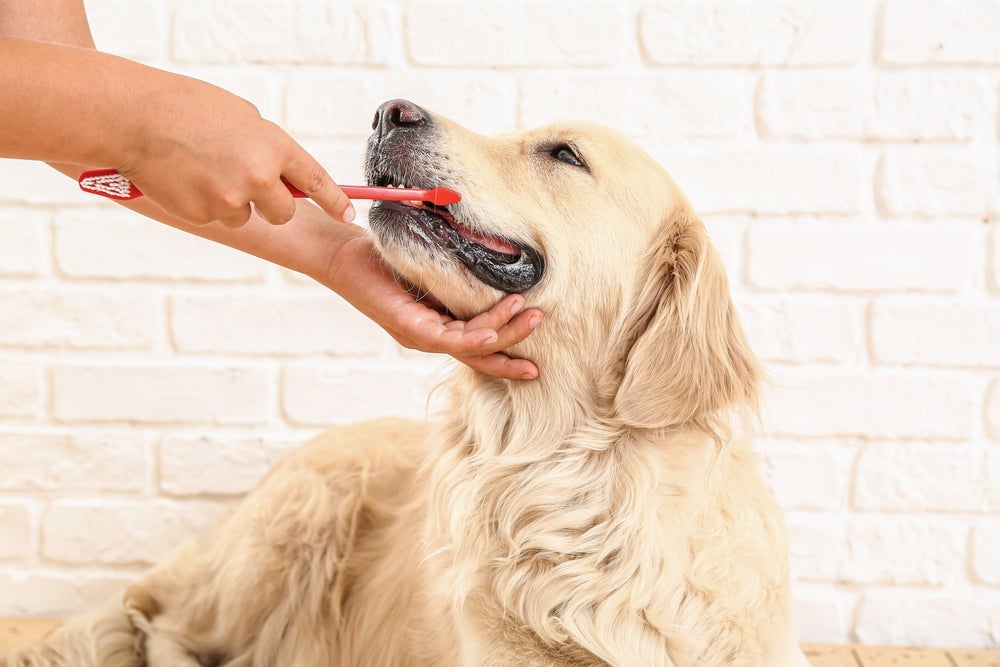 Saber como escovar dente de cachorro é importante por vários motivos