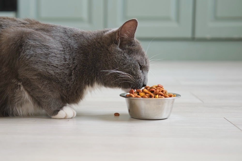 A diabetes em gatos precisa de uma atenção especial com a dieta felina