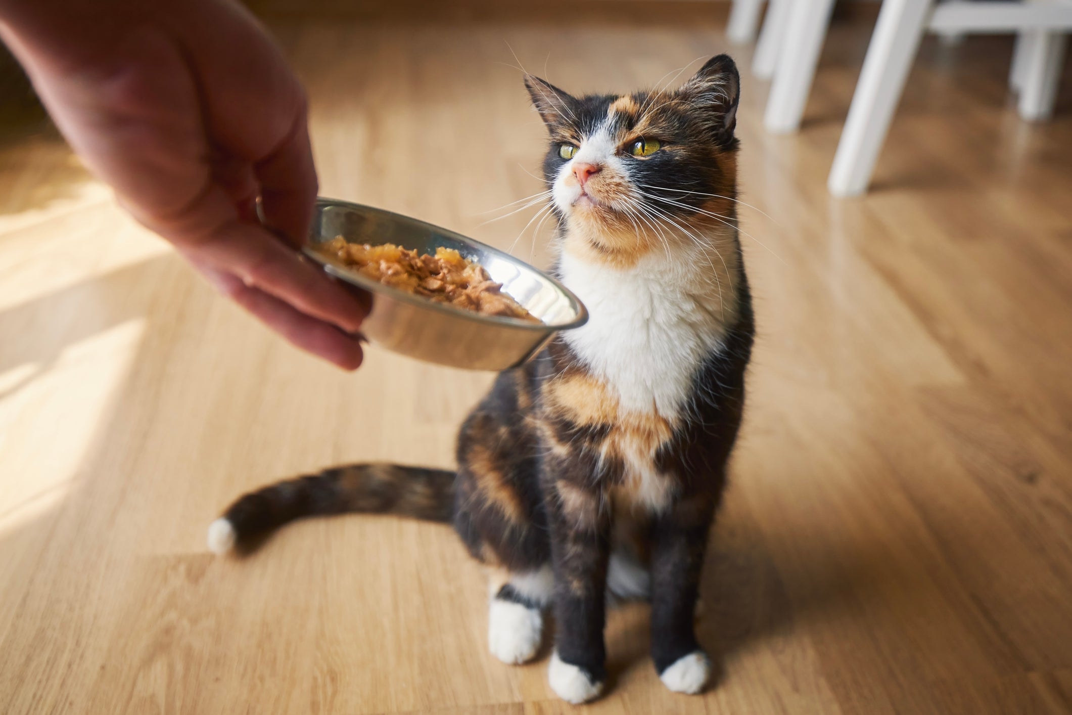 Para evitar doenças de gato perigosas, é importante manter a boa alimentação do pet