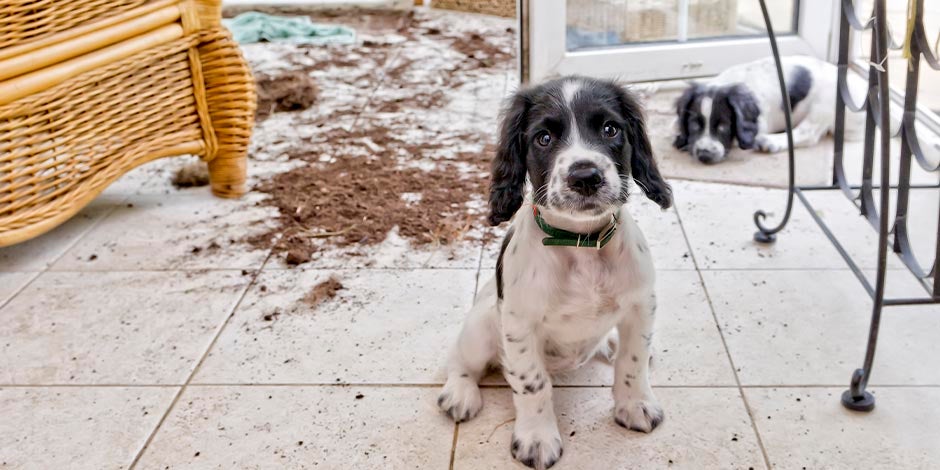 A agitação extrema faz parte da epilepsia em cachorros