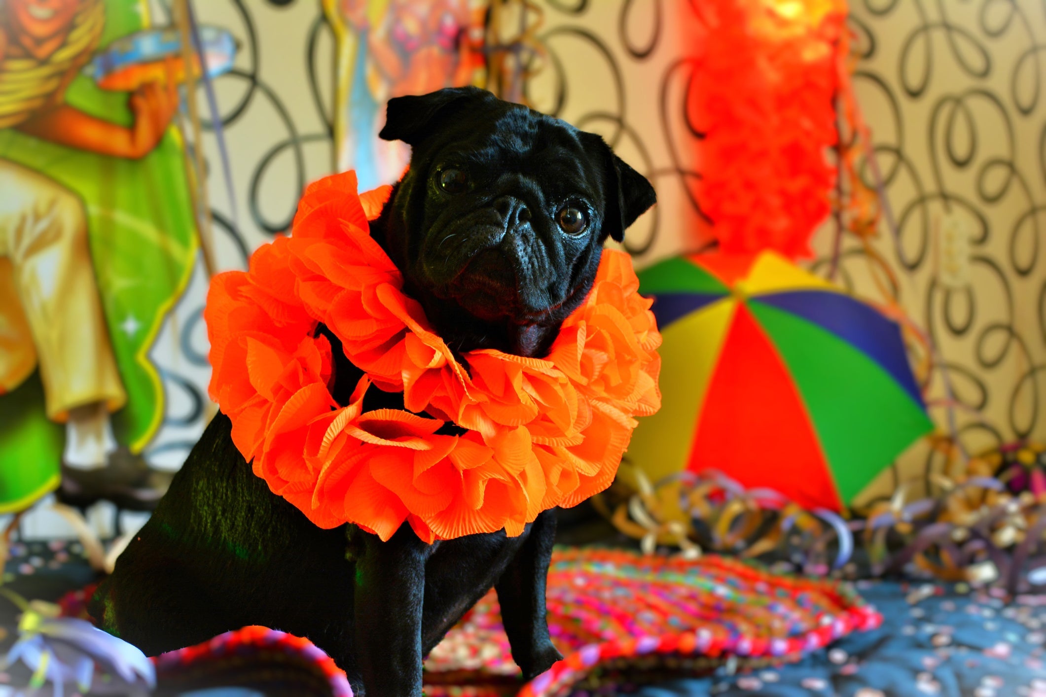 Levar seu cachorro num bloco de carnaval pode ser perigoso