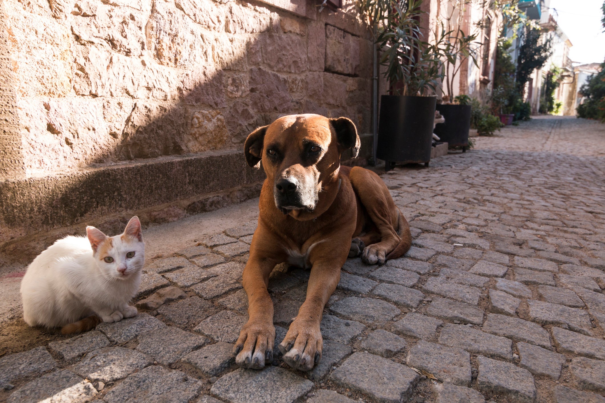 Cientistas acreditam que o campo magnético da Terra tem influência em cães e gatos