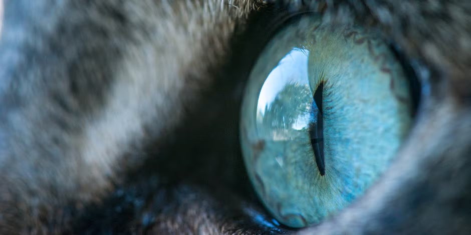 Gato pode comer ovos como e é bom para sua visão.