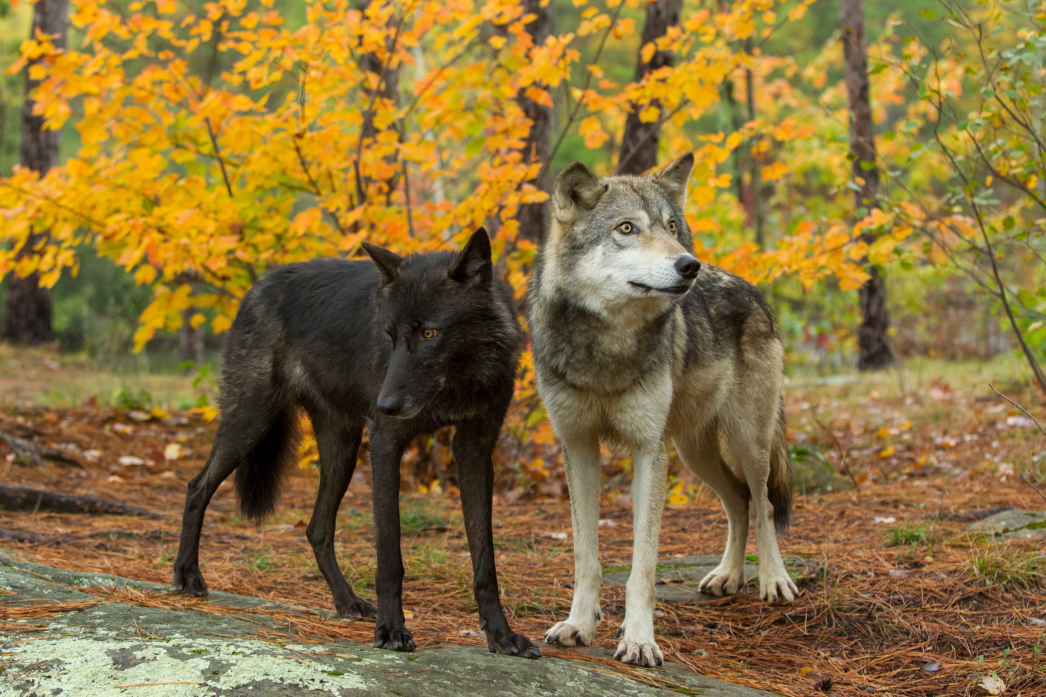 Cachorros e lobos têm uma relação muito próxima, e a auto domesticação pode ser a resposta