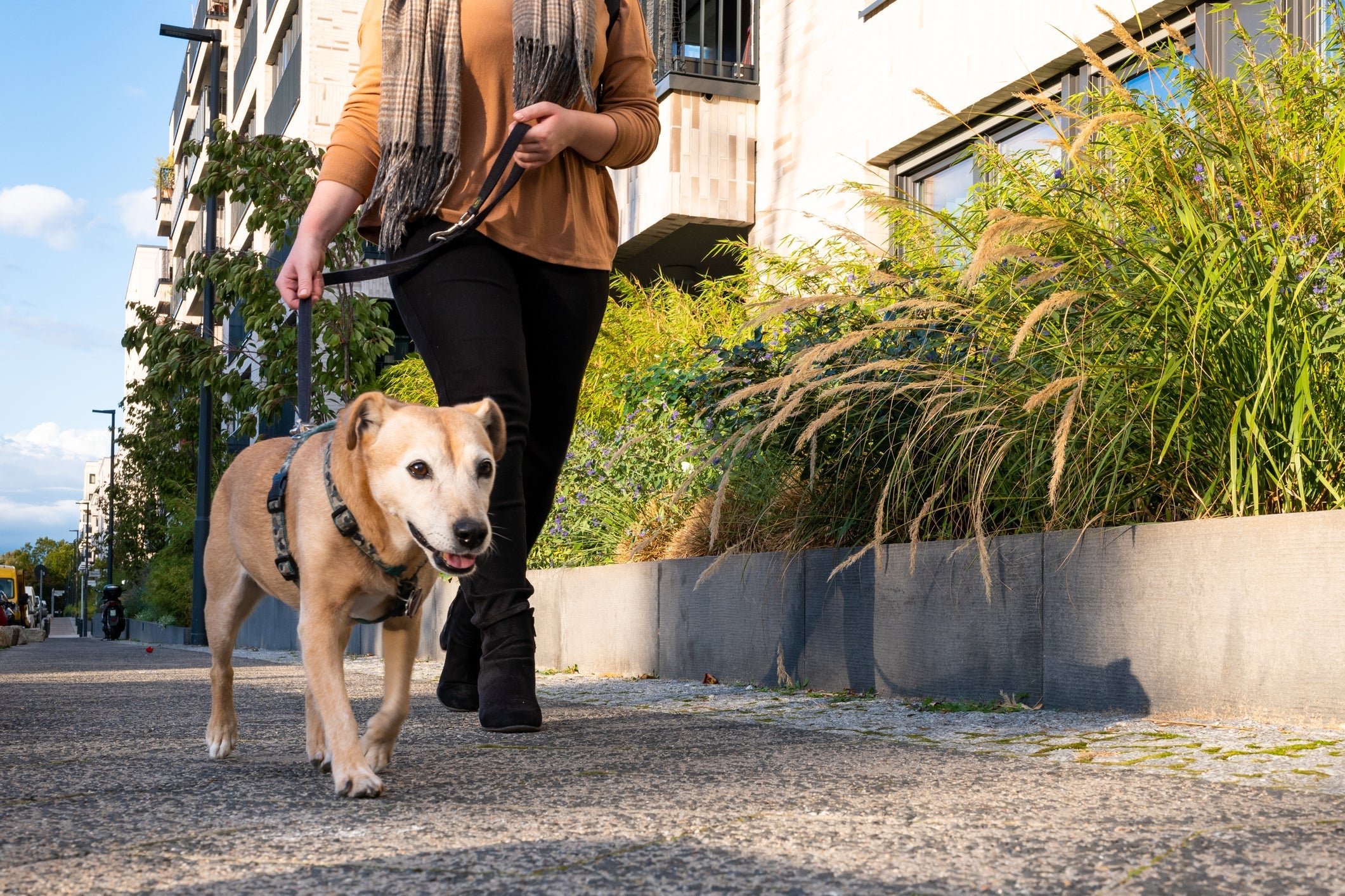 Passear com cachorro todos os dias traz uma série de benefícios aos tutores