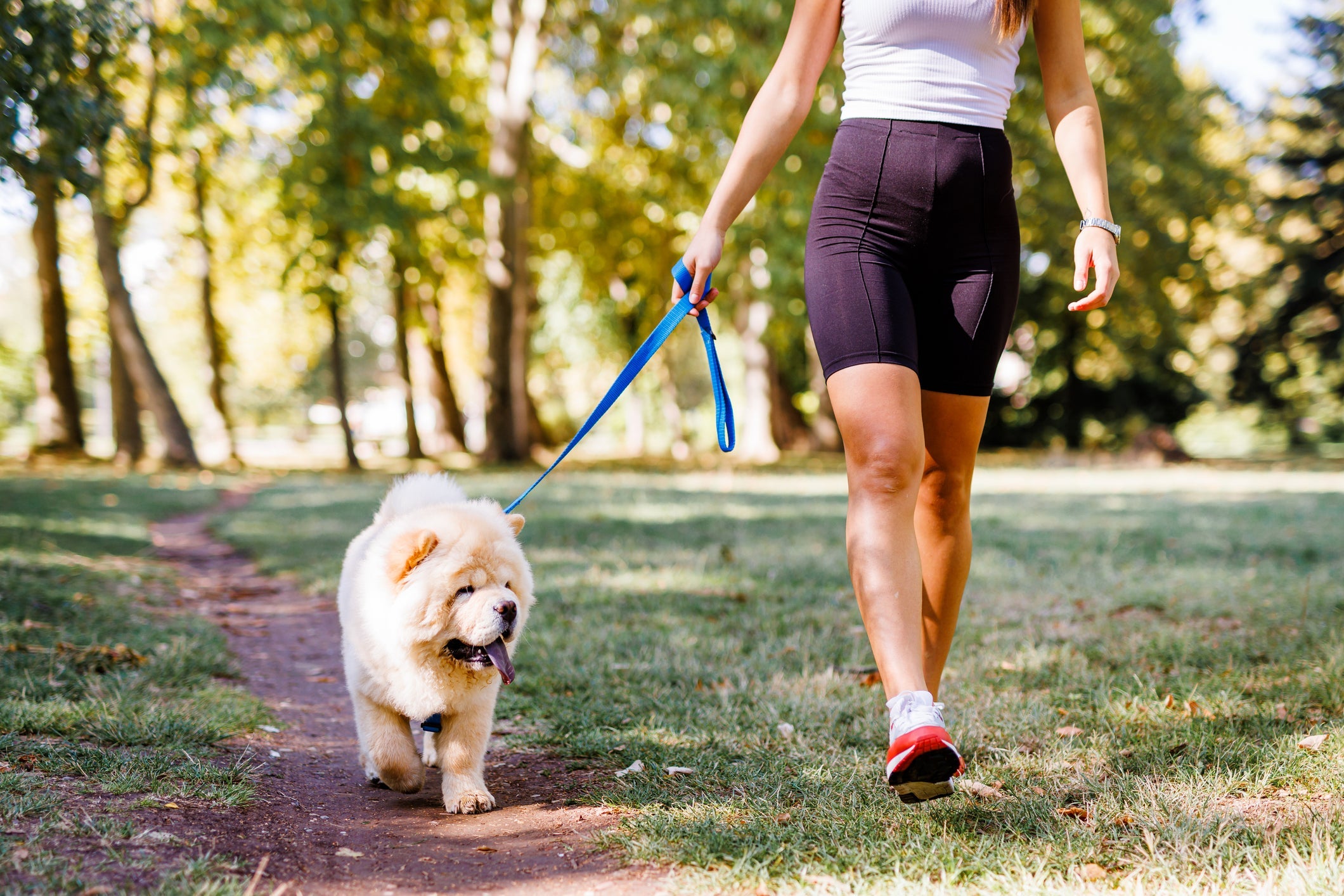 Passear com cachorro no calor requer uma série de cuidados
