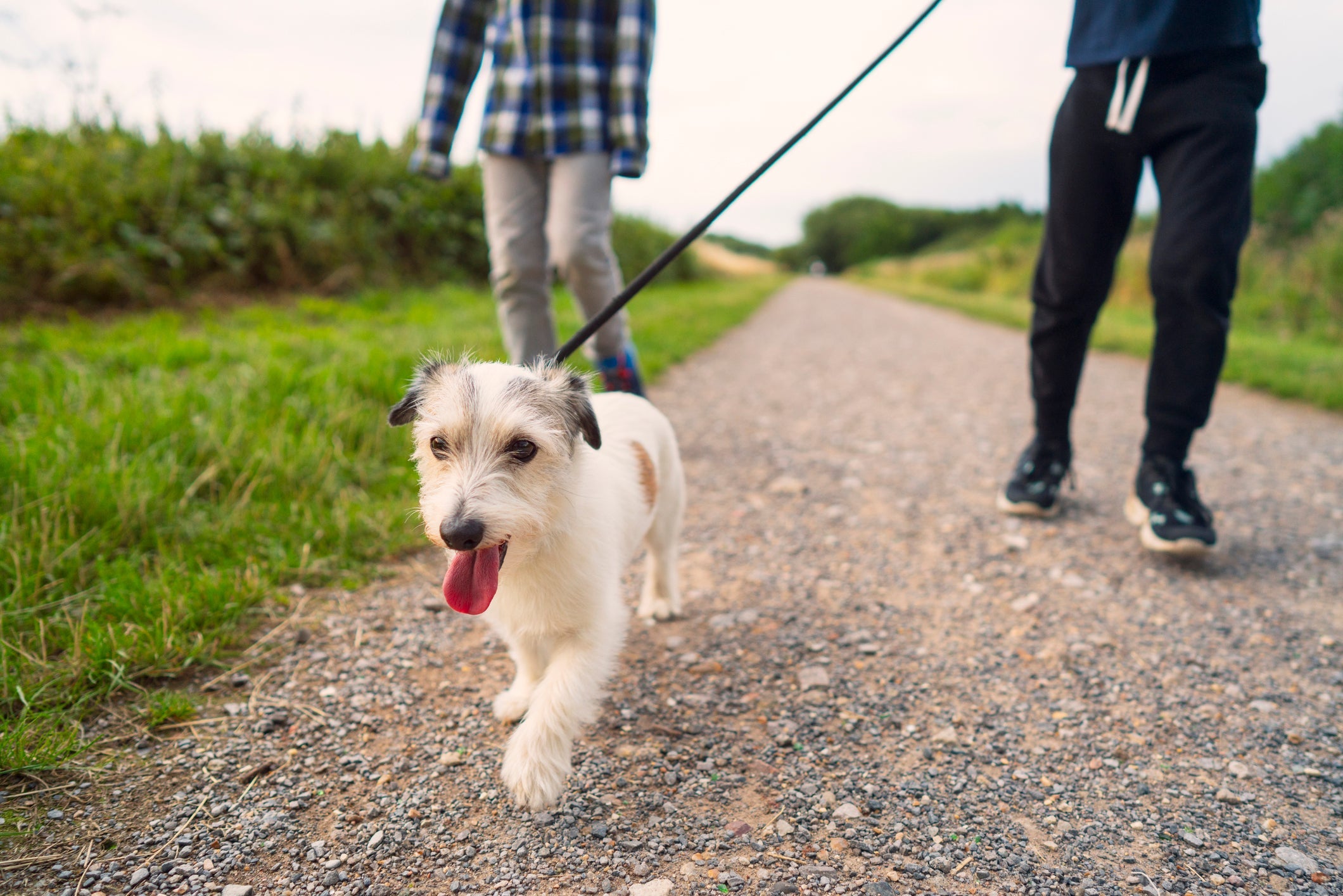 O passeio com cachorro deve ser agradável tanto para o tutor, quanto para o pet