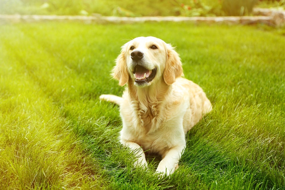O uso de protetor solar para cachorro é indispensável nos passeios