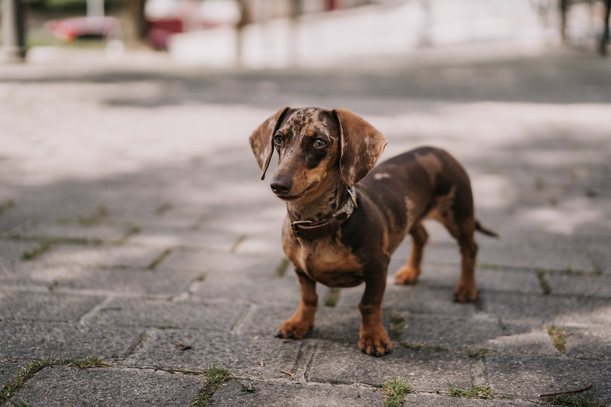 Algumas raças de cachorro podem ser ótimas companhias para pessoas mais tranquilas
