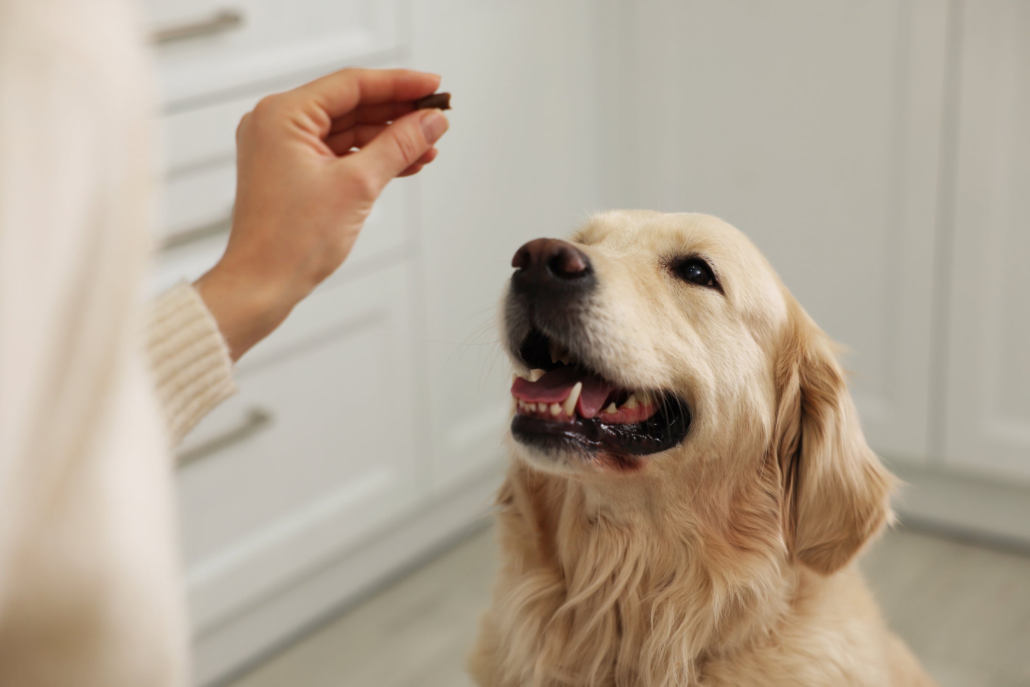 O suplemento para cachorro ajuda a complementar a alimentação animal