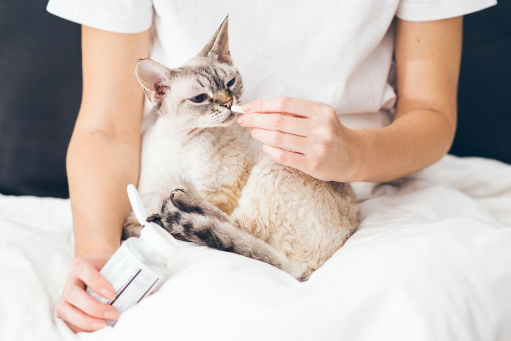 O suplemento para gatos é uma forma de estimular ainda mais a saúde do animal